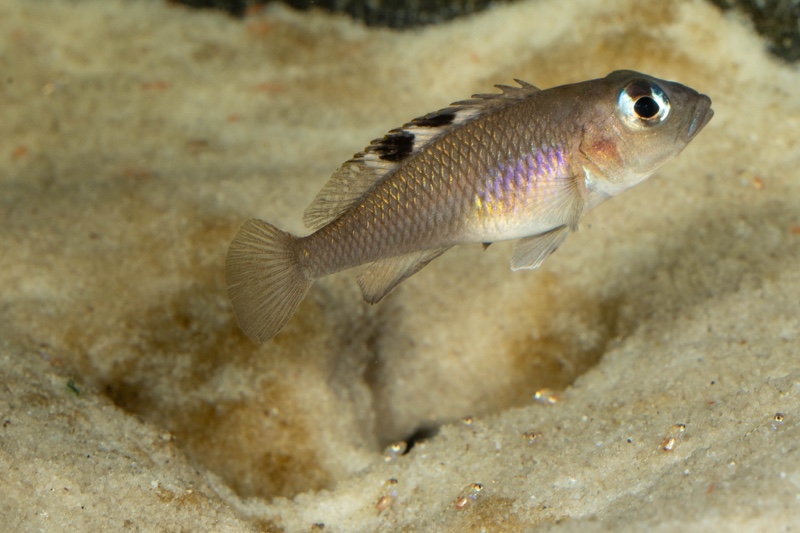 Lamprologus kungweensis 'Burton Bay'